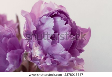 Picturesque peony-like pastel-purple tulips on a light background. Tender buds with lush petals, close-up.
