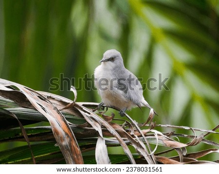 Gay bird perching on branch of palm tree - Zosterops mauritianus  Royalty-Free Stock Photo #2378031561