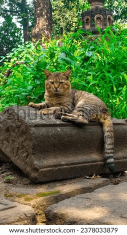 Cat Pic Click In Pune