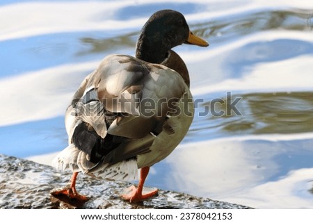 A beautiful Mallard Duck stretching their leg whilst standing at the edge of a lake