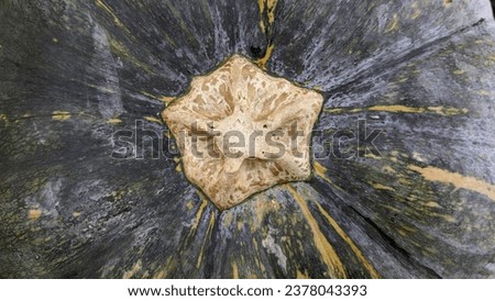 Creative layout background made of closeup picture of pumpkinskin with cut off stem