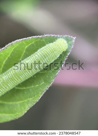 Macro view of a caterpillar eating the green leaf with blurry background