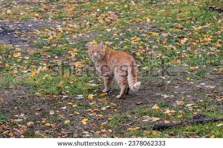 A red-haired cat walks on the ground covered with leaves