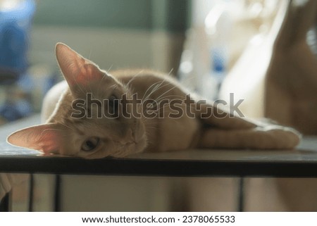 Picture of an orange cat sleeping on a table.