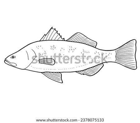 Hand Drawn Barramundi Fish Illustration