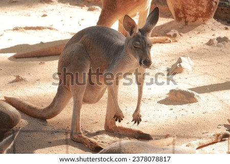 A flock of kangaroos is eating and sleeping.