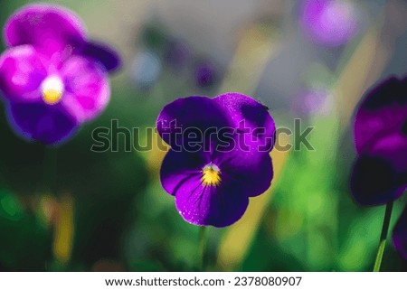 Beautiful bright purple pansy flower