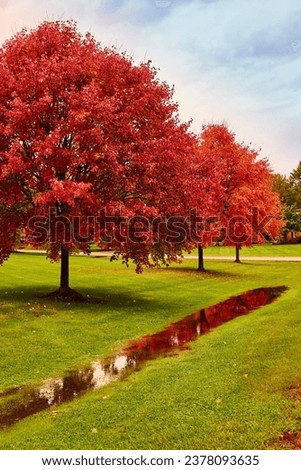 Red Maple leafs. Red trees. Autumn leaves. Nature. Landscape. Suburbs. Fall. Orange colorful falling leaves. Crip fall. Calm photo. beautiful background. 