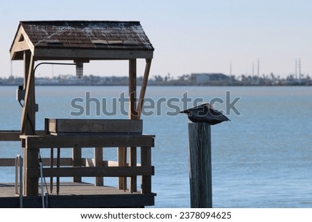 American Pelican resting on pillion near fish cleaning station. Royalty-Free Stock Photo #2378094625