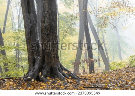 Roots and tree trunks in a foggy fall forest