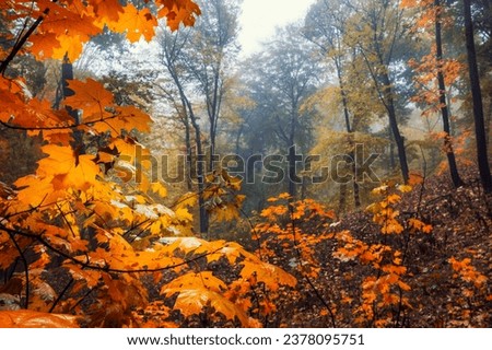 Scenic maple forest in autumn. Wet foggy forest with red autumn leaves. Moody autumn landscape