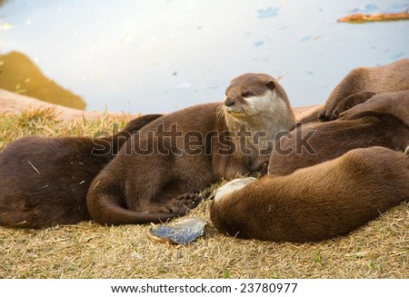 Family of otters in nature on natural background