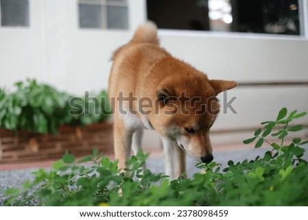 A Shiba dog is walking in the backyard. He was wondering about the smell of something in the clump of trees.