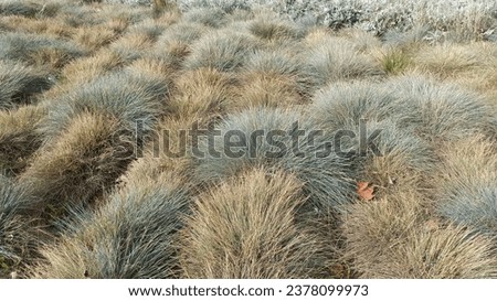 Blue Fescue, Ornamental Grass 'Elijah' - soft, powder, spiky leaves, grass background. Blue festuca plant growing in the garden. Royalty-Free Stock Photo #2378099973
