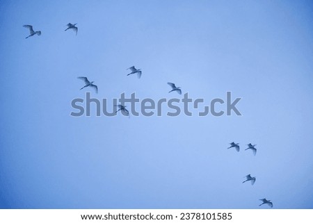 Large flocks of migratory birds. Migratory birds flying in the blue sky.
