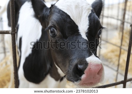 calf stall, little cow in stall Royalty-Free Stock Photo #2378102013