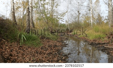 Forest in the autumn with beaver chanels