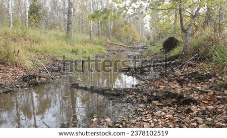 Forest in the autumn with beaver chanels