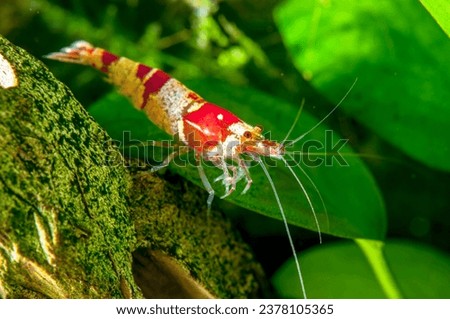 Shrimp Cardina sp.Crystal Red, Aquarium. Royalty-Free Stock Photo #2378105365