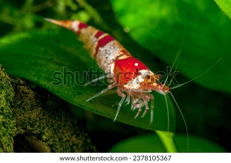 Shrimp Cardina sp.Crystal Red, Aquarium. Royalty-Free Stock Photo #2378105367