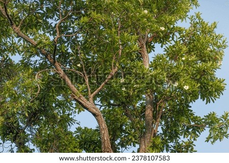 The crown of a flowering Loblolly Bay Tree, Gordonia lasianthus, with green leaves, white flowers, and a branching trunk. Loblolly Bay is native to the southeast US moist forests and coastal plains. Royalty-Free Stock Photo #2378107583