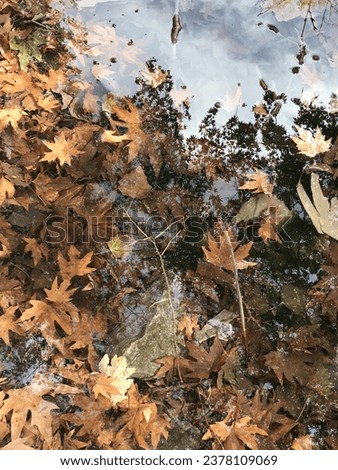 A nice and special view of the dry leaves of plane trees on the marsh with a picture of clouds of the sky on the water. beautiful fall and autumn wet background.