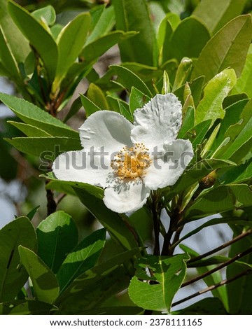 A close-up of a the fragrant white flower, golden stamens, and leaves of the Loblolly Bay Tree, Gordonia lasianthus. Loblolly Bay is a flowering tree native to the southeastern United States.  Royalty-Free Stock Photo #2378111165