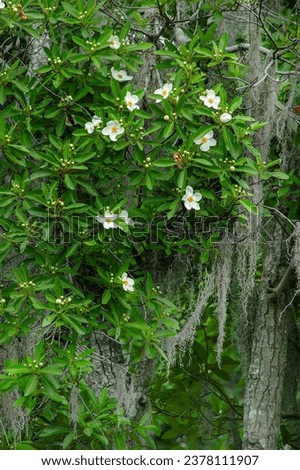 A beautiful cluster of fragrant white loblolly bay flowers with a background of Spanish moss. The loblolly bay is a flowering tree native to semi-moist habitats in the southeastern United States.  Royalty-Free Stock Photo #2378111907