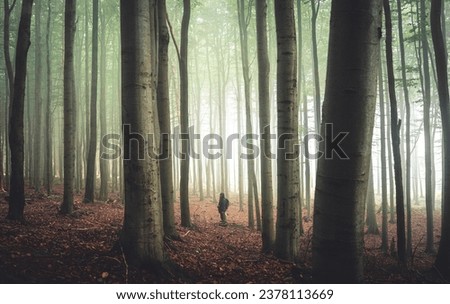 Woman stands in the middle of row beech trees in foggy forest, Czech republic