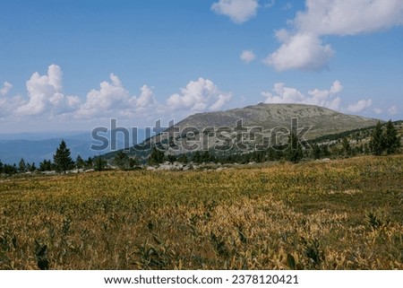 Autumn landscape in the mountains. Field of yellow green grass and vegetation, coniferous evergreen trees, rocky mountain in the distance and blue sky with beautiful clouds. Hike in Siberia Royalty-Free Stock Photo #2378120421