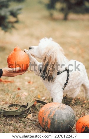 A dog near a pumpkin. The dog gives his paw. The dog holds his paw on the pumpkin. Domestic dog. Pumpkin. Halloween.