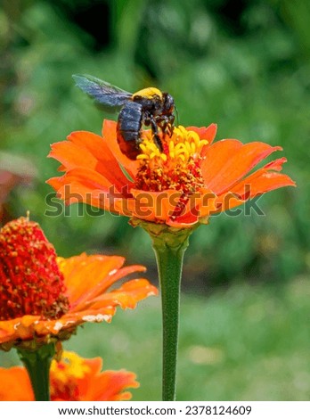 Lush foliage zinnia with blossoming flowers and vibrant leaves with Xylocopa pubescens looking for honey