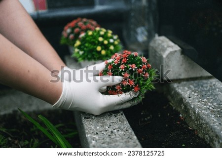 Graveyard preparation in autumn before All Saints Day. Hand in white gloves planting colorful flower on grave in the cemetery. Gravesite care.  Royalty-Free Stock Photo #2378125725