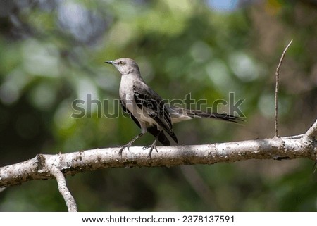 Wild mockingbird bird in the botanical garden of Santo Domingo