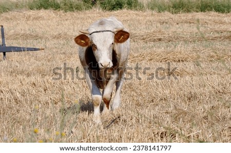 Cow Looking Seriously in The Field, A Thoughtful Cow in the Vast Pasture