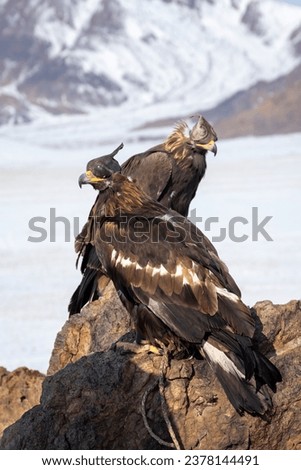Two golden eagles are resting in a stone against the background of a snowy mountain. Hunting golden eagles in a leather hat. Hunting with eagles. Portrait of a bird with a hat. Vertical view.