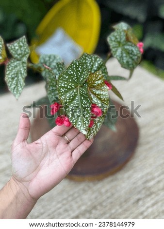 begonia to grow indoors with flowers