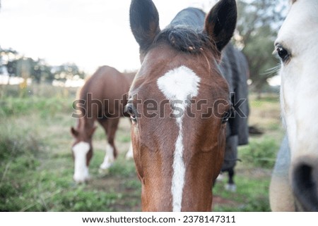 inquisitive horses looking into camera