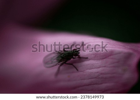 Macro picture of a hoverfly sitting on a pink rose petal in a dark background.