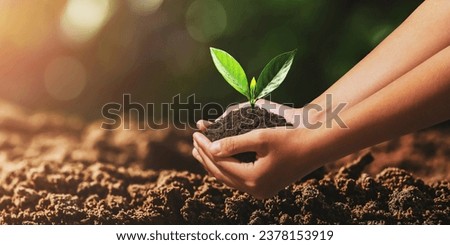 hand holding small tree planting with sunlight Royalty-Free Stock Photo #2378153919