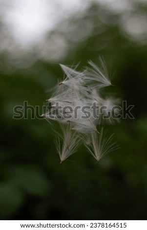 fluff from cirsium and dandelion got caught in spiderweb