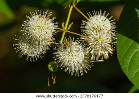 A  macro photo of a bee on the a buttonbush flower cluster. Buttonbush is a nectar source for butterflies and hummingbirds, and a food source for birds. It is native to North American wetlands. 