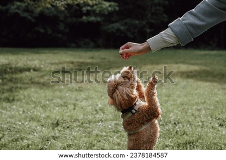Toy poodle getting treats during training. Copy space banner Royalty-Free Stock Photo #2378184587