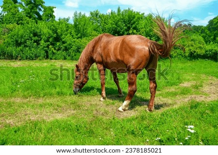 A powerful, strong, magnificent, brown horse with a flying tail, grazing in a meadow with lush green grass and white yarrow. Background of bushes and blue sky with clouds.