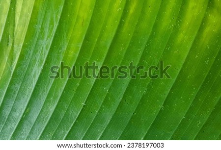 close up of a green leaf.