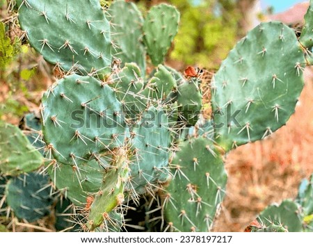 cactus with a variety of thorns.