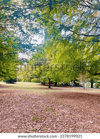 Beautiful spring pictures light green leaf and ground have brown leaf so beautiful image from Piedmont park