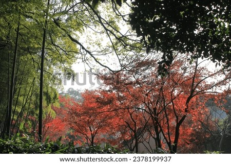 outdoors in china autumn trees