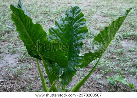 Green Alocasia or Elephant ear  tree plant Natural Texture background