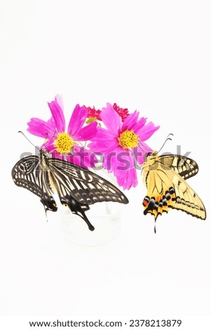 Two types of swallowtails, Swallowtail butterfly and Old World Swallowtail, perched on a beautiful pink cosmos flower with a white background, vertical